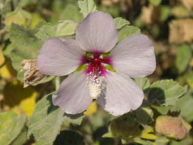 Lavatera maritima